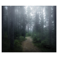 Fotografie The forest of secrets, Christian Lindsten, 40 × 34.1 cm