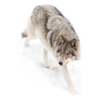 Fotografie Timber Wolf in winter, Jim Cumming, 40 × 26.7 cm