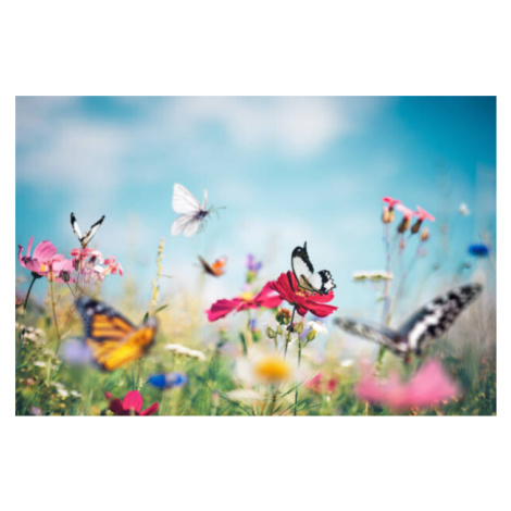 Fotografie Butterfly Meadow, borchee, (40 x 26.7 cm)