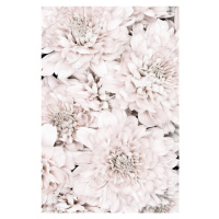 Fotografie Chrysanthemum No 07, Studio Collection, 26.7 × 40 cm