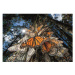 Clementoni - Puzzle 1000 Compact nat geo monarch butterflies