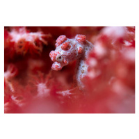 Fotografie Pygmy Seahorse reef, mkurtbas, 40 × 26.7 cm