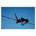 Fotografie Male athlete doing high jump at sunset, Klaus Vedfelt, 40 × 26.7 cm