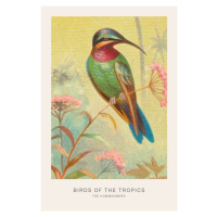 Ilustrace The Hummingbird (Birds of the Tropics) - George Harris, 26.7 × 40 cm