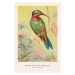 Ilustrace The Hummingbird (Birds of the Tropics) - George Harris, 26.7 × 40 cm