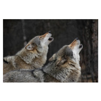 Fotografie Howling wolves, Bjarne Henning Kvaale, 40 × 26.7 cm