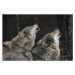 Fotografie Howling wolves, Bjarne Henning Kvaale, 40 × 26.7 cm