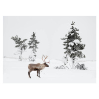 Fotografie Reindeer standing in snowy winter landscape, RelaxFoto.de, 40 × 30 cm