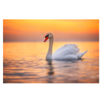 Fotografie White swan in the sea water,sunrise shot, valio84sl, 40 × 26.7 cm