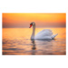 Fotografie White swan in the sea water,sunrise shot, valio84sl, 40 × 26.7 cm