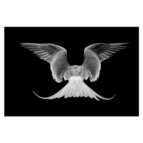 Umělecká fotografie Common Tern,Close-up of dove flying against, J Uriarte / 500px, (40 x 26.7 c