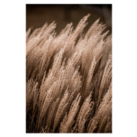 Fotografie Grass 16, Mareike Böhmer, 26.7x40 cm
