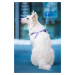 Vsepropejska Star barevný postroj pro psa Barva: Růžová, Obvod hrudníku: 46 - 70 cm