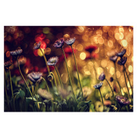 Fotografie Summer flowers, Dimitar Lazarov, 40 × 26.7 cm