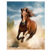 Obrazy na stěnu - Kůň v plné rychlosti Rozměr: 40x50 cm, Rámování: bez rámu a bez vypnutí plátna