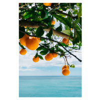 Ilustrace Amalfi Coast Oranges, Bethany Young, 26.7 × 40 cm