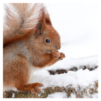 Umělecká fotografie Cute fluffy squirrel eating nuts on, Magryt, (40 x 40 cm)