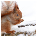 Fotografie Cute fluffy squirrel eating nuts on, Magryt, 40x40 cm
