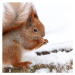 Fotografie Cute fluffy squirrel eating nuts on, Magryt, 40 × 40 cm