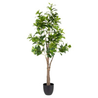 Umělá rostlina (výška 145 cm) Peperomia – Ixia