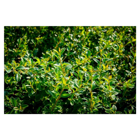 Skalník 'Little Beauty' - Cotoneaster x suecicus 'Little Beauty', Kontejner o objemu 1,5 litru