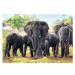 Puzzle Trefl 10442 Afričtí sloni 1000 dílků