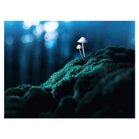 Fotografie Psychedelic mushrooms, Misha Kaminsky, 40 × 30 cm