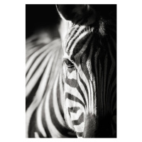 Fotografie zebra close-up, Freder, 26.7 × 40 cm