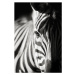 Fotografie zebra close-up, Freder, 26.7 × 40 cm