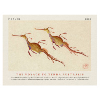 Obrazová reprodukce Watercolour Seahorses from The Voyage to Terra Australis (Vintage Academia) 