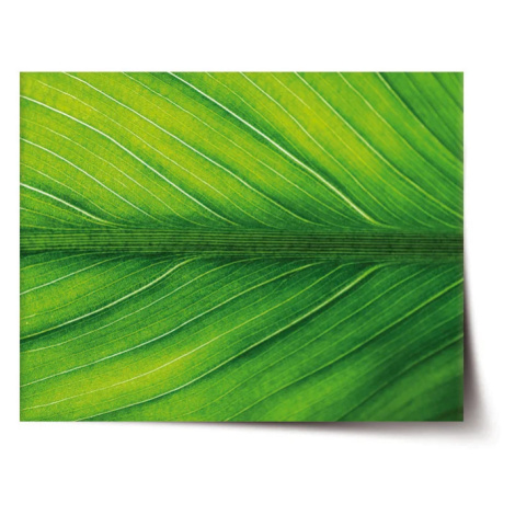 Plakát List 2 - 60x40 cm