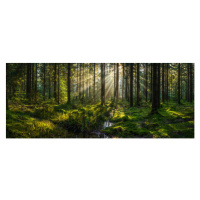 Fotografie Sunlight streaming through forest canopy illuminated, fotoVoyager, 50 × 20 cm