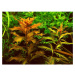 Dennerle akvarijní rostliny Proserpinaca palustris in-vitro
