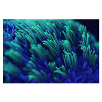 Fotografie Macro shor of colorful corals, kickers, 40x26.7 cm