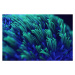 Fotografie Macro shor of colorful corals, kickers, (40 x 26.7 cm)