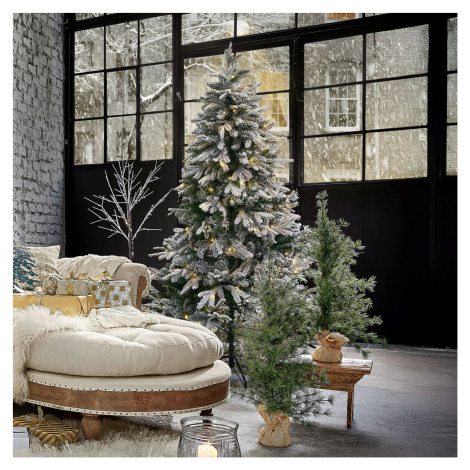 Vánoční stromek Norila