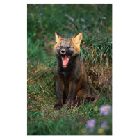 Fotografie Arctic Fox Yawning, Danny Lehman, 26.7x40 cm