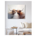 Obrazy na stěnu - Skotští býci Rozměr: 40x50 cm, Rámování: bez rámu a bez vypnutí plátna