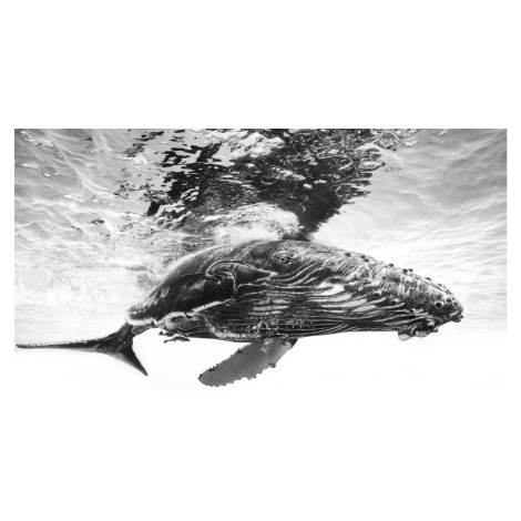 Umělecká fotografie Humpback whale calf, Barathieu Gabriel, (40 x 26.7 cm)