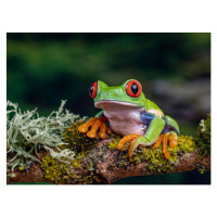 Fotografie Close-Up Of Frog On Branch, Ringwood,, Peter Atkinson / 500px, 40 × 30 cm