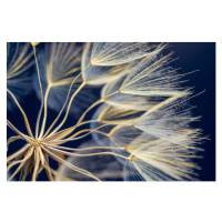 Fotografie Dandelion, ihsanyildizli, 40 × 26.7 cm