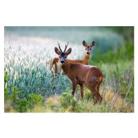 Fotografie Roebuck and roe doe at edge of arable field, James Warwick, 40 × 26.7 cm