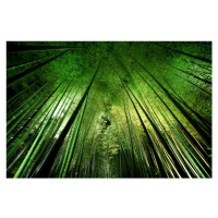 Fotografie Bamboo night, TakeshiMarumoto, 40 × 26.7 cm