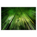 Fotografie Bamboo night, TakeshiMarumoto, 40 × 26.7 cm