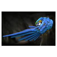 Umělecká fotografie Blue parrot, Abbas Ali Amir, (40 x 24.6 cm)