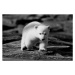 Umělecká fotografie Polar bear, fhm, (40 x 26.7 cm)