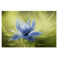 Fotografie Nigella, Mandy Disher, 40 × 26.7 cm