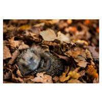 Fotografie European hedgehog  is sleeping in, DieterMeyrl, 40x26.7 cm