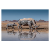 Fotografie RhinosWalk, Marcel Egger, 40x26.7 cm