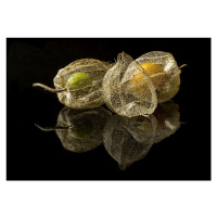 Fotografie Physalis Alkekengi L., gaberkosir, (40 x 26.7 cm)